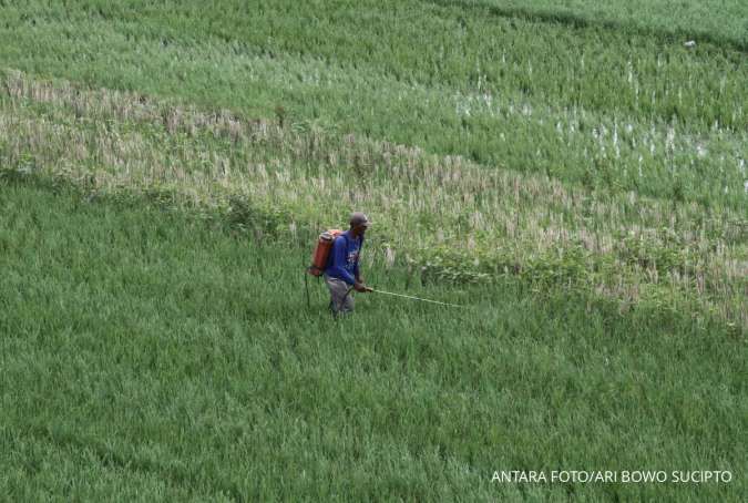 Cetak Sawah di Merauke Panen Perdana di Lahan 43 Hektare