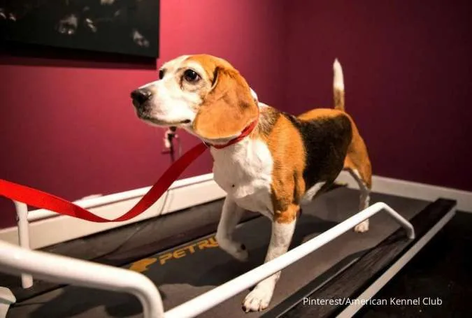 Anjing Berolahraga dengan Treadmill