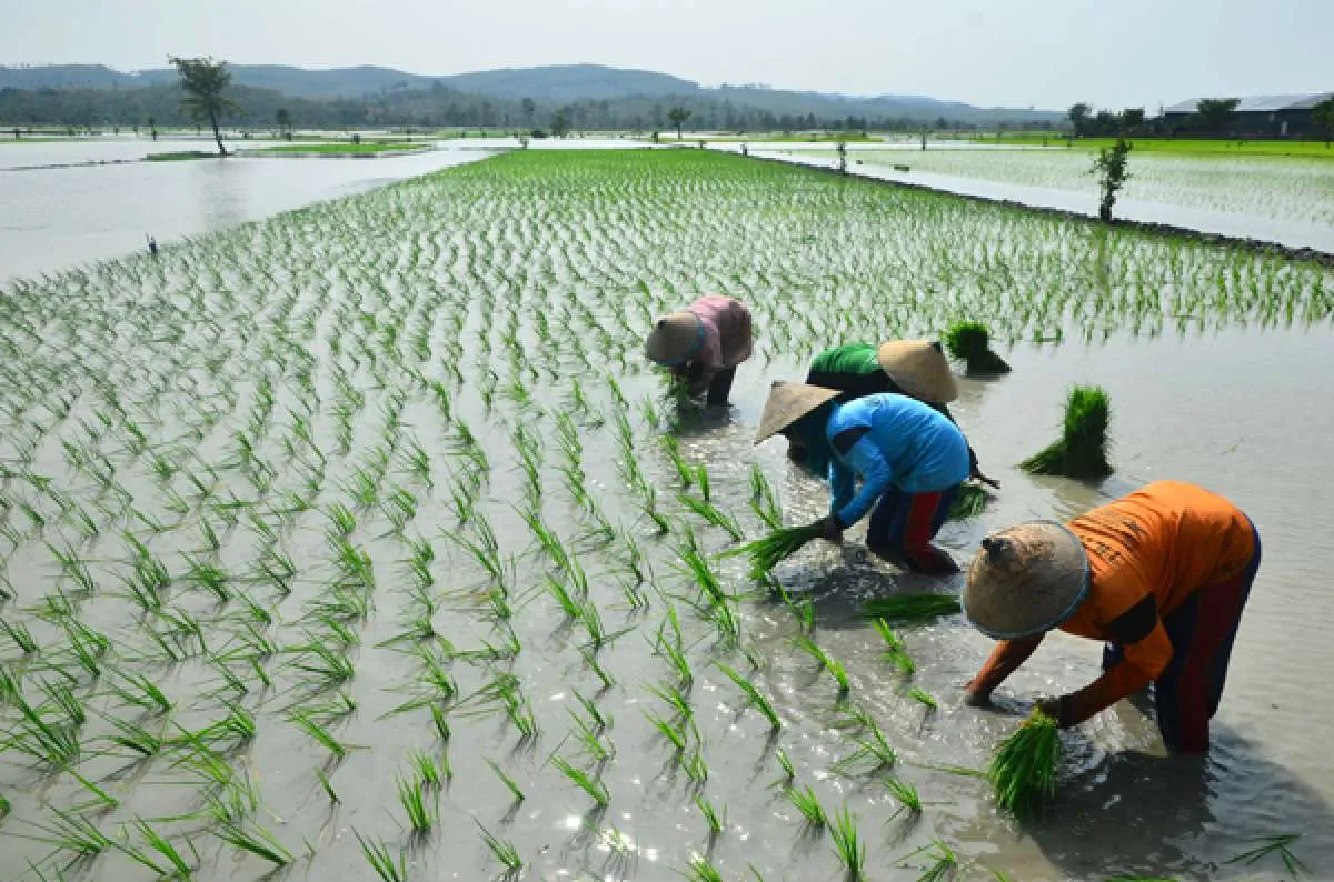 Pendapatan Petani Bisa Anjlok Sampai 25% Gegara El Nino