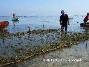 Sentra rumput laut Bali: Terbelenggu jalur penjualan satu pintu (2)