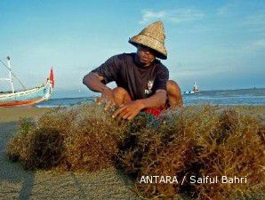 Harga rumput laut di sentra produksi Bali turun 15,78%