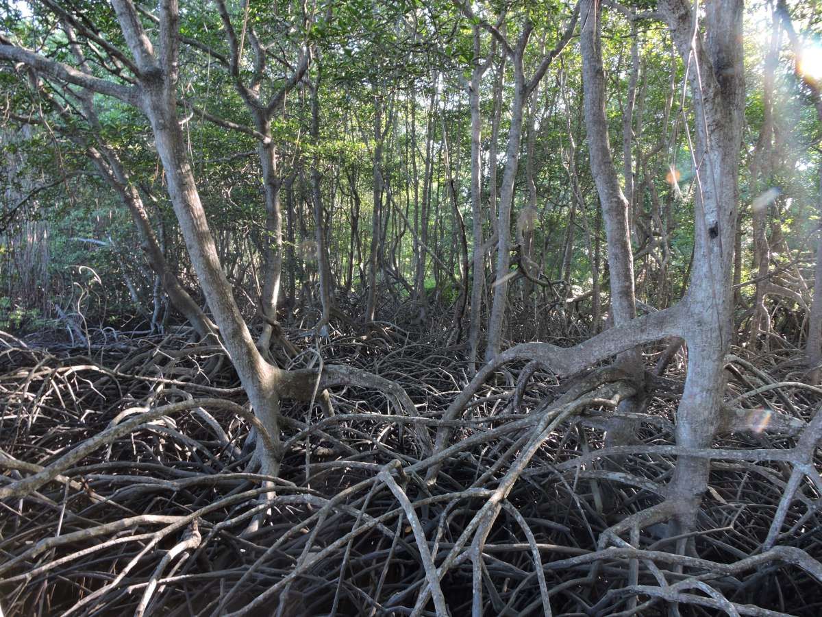 Gambut dan Mangrove
