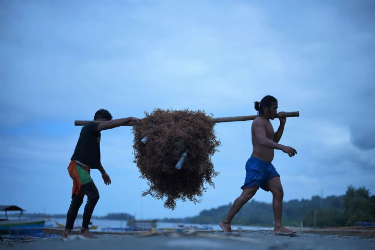 Tak Hanya Minerba, Jokowi Minta Hilirisasi Sumber Daya Alam Laut Ditingkatkan 
