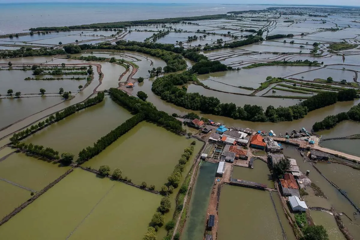 Agrinas Jaladri Bakal Dilibatkan di Proyek Revitalisasi 20.000 Ha Tambak Pantura