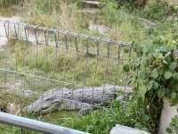 Wisata Bangka, Melihat Penangkaran Buaya hingga Pohon Pelawan di Lahan Bekas Tambang