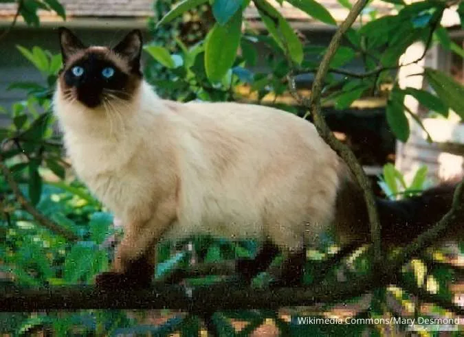 Kucing Balinese