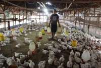 Danantara Siap Investasi Rp20 T untuk Bangun Sentra Peternakan Ayam, Ini Catatannya