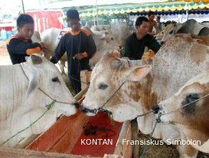 Melegalkan daging impor ilegal bakal ganggu produksi lokal