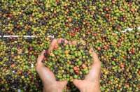 Didominasi Jenis Robusta, Ekspor Kopi Indonesia Diprediksi Melesat