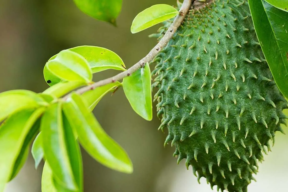 Daftar 5 Manfaat Daun Sirsak Untuk Kesehatan yang Jarang Diketahui