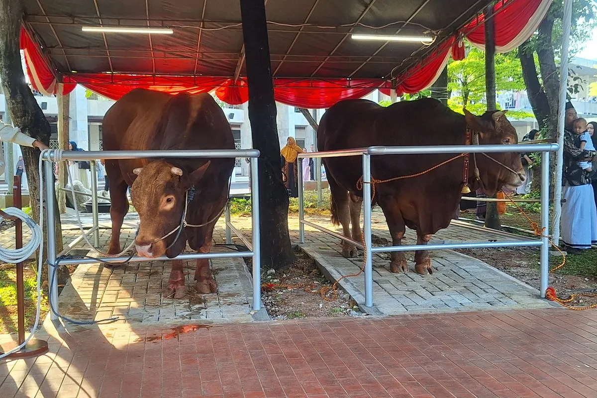 Cegah Antrean Panjang, Pembagian Daging Kurban Masjid Istiqlal Tak Pakai Kupon