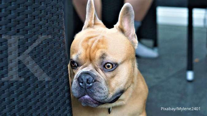 Anjing Peliharaan Bisa Alami Gangguan Kecemasan Perpisahan, Cari Tahu Cara Atasinya