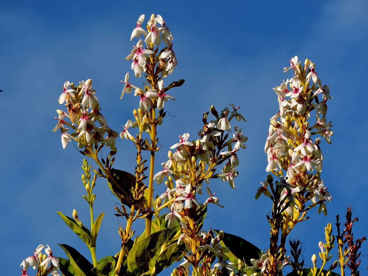  Melati Jepang, yang Bukan dari Jepang