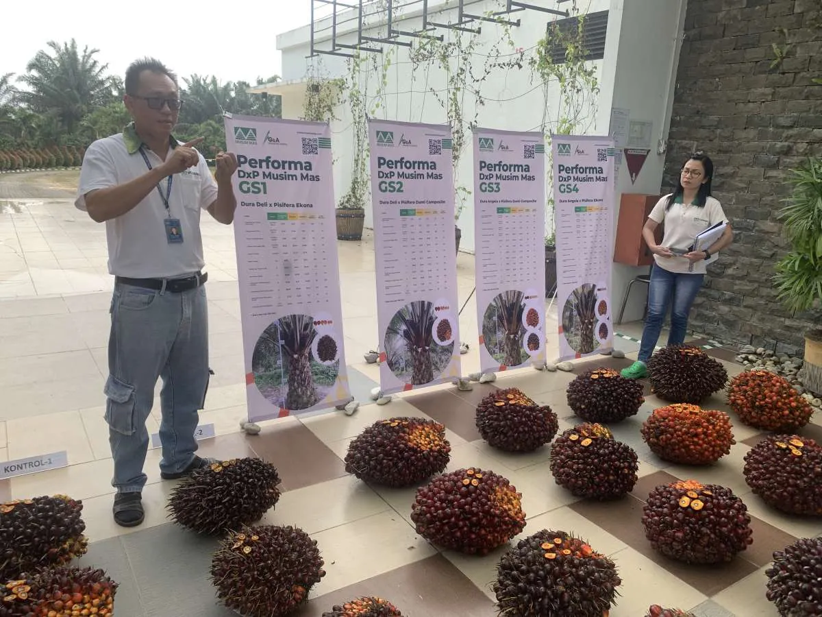 Musim Mas Group Kembangkan Varietas Baru Kelapa Sawit, Kualitas TBS Naik 30%