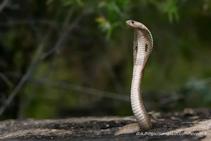Musim Hujan Tiba, Ketahui 5 Tips Ampuh Mencegah Ular Masuk Rumah