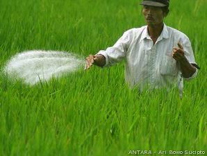 Petani: Benahi Distribusi Pupuk Bersubsidi