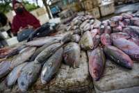 eFishery Successfully Supplies 300,000 Tons of Fish and Shrimp in 2023