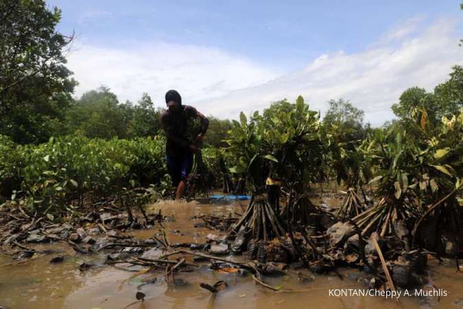 AIS Forum Dorong Kesadaran Masyarakat Menjaga Ekosistem Mangrove