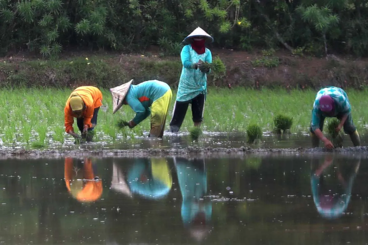 Tingkatkan Produksi Beras, Kementan Optimalkan Lahan Rawa Hingga Beri Benih Gratis