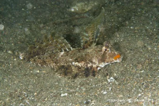 Ikan Dactylopus dactylopus