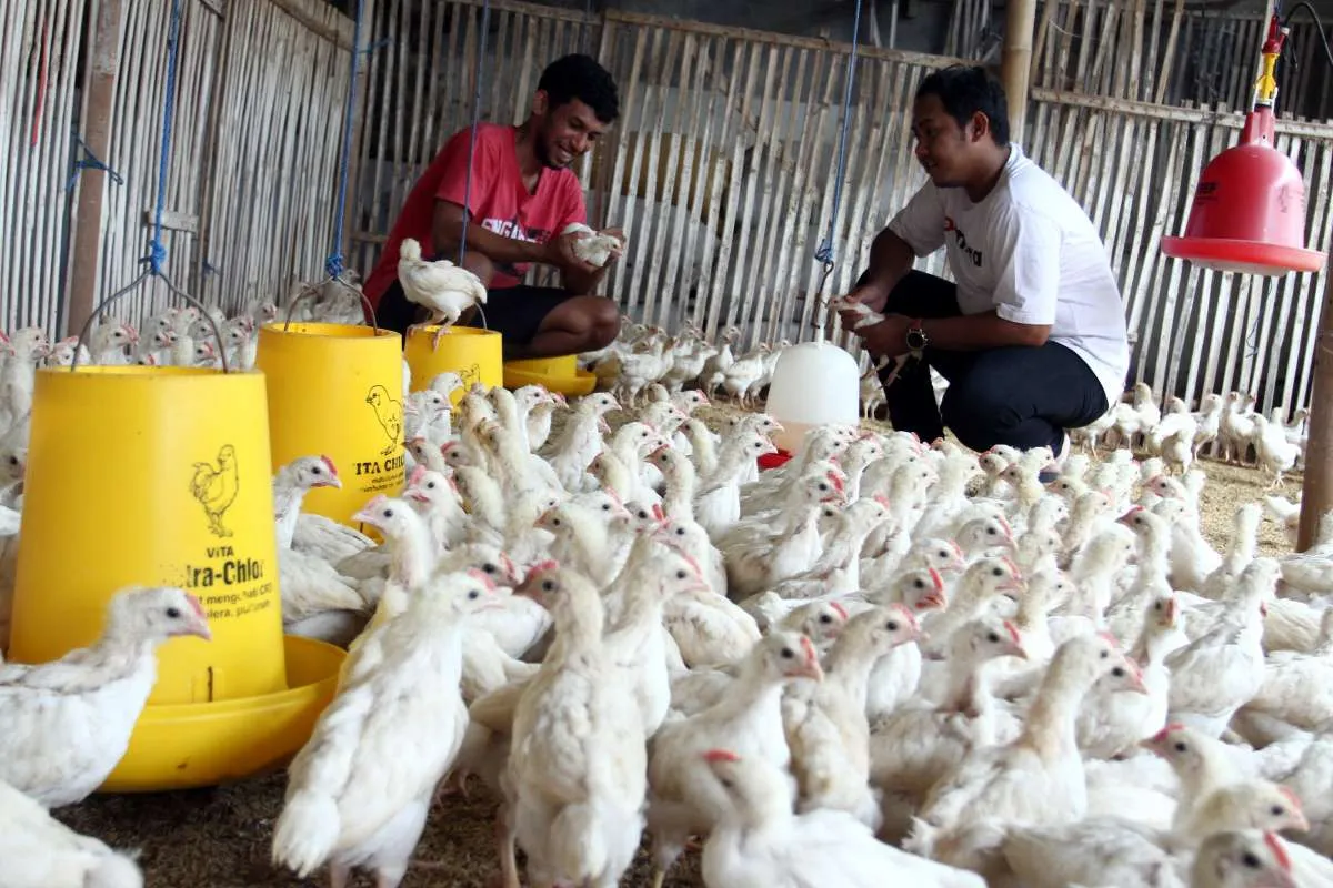 Kuota Impor Komoditas Strategis Bakal Dihapus, Cek Rekomendasi Saham CPIN dan JPFA