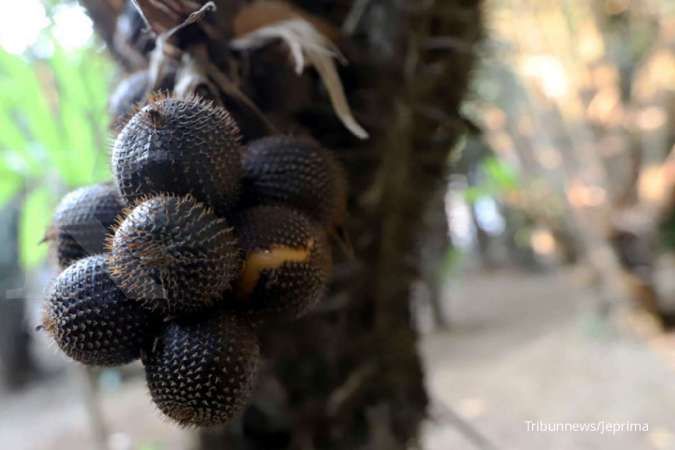Kandungan gizi dan manfaat Buah Salak