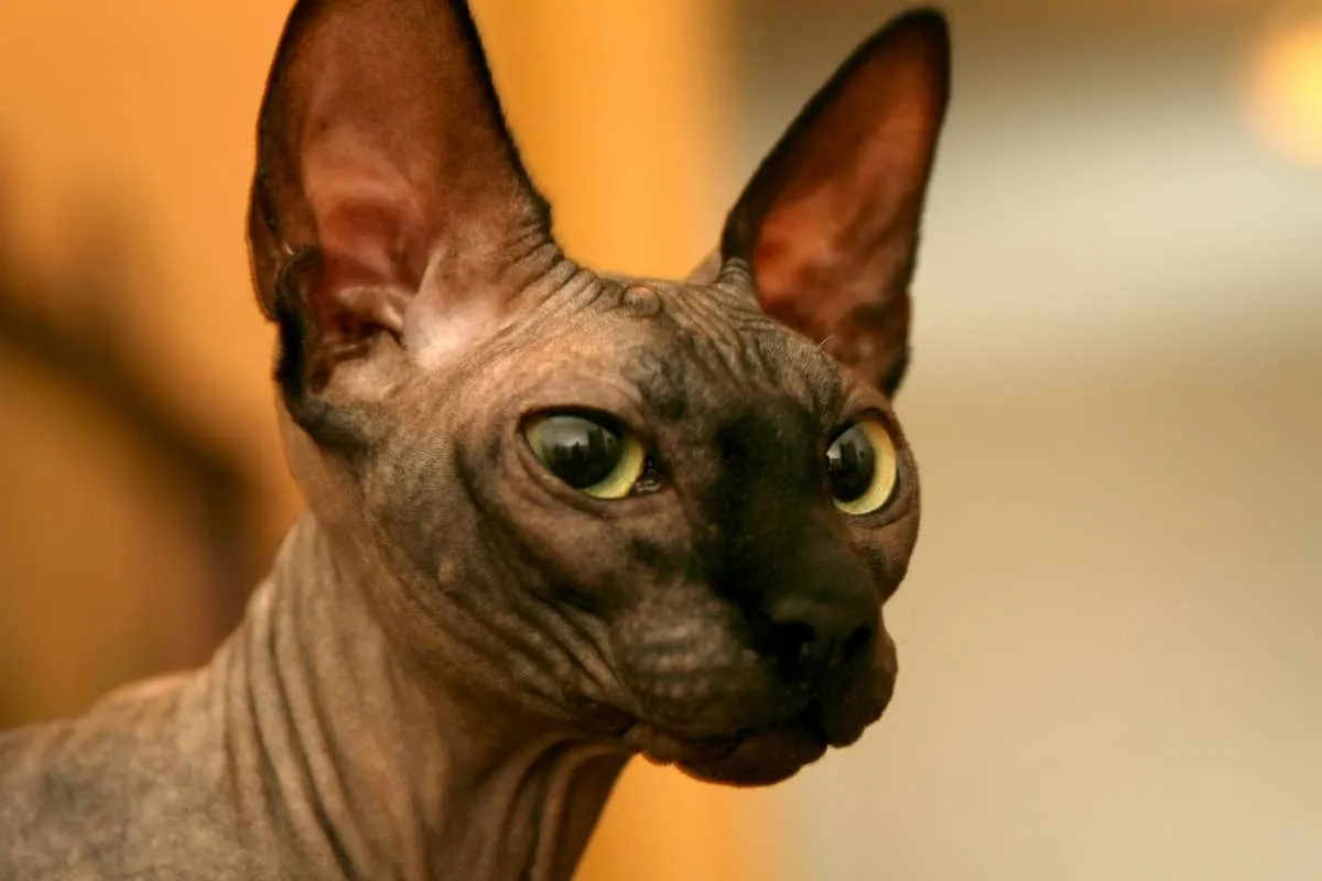 Fakta- Fakta Menarik Seputar Kucing Sphynx yang Jarang Disadari