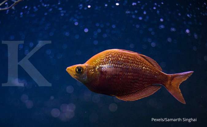 Ikan Hias Predator Ini Bisa Dipelihara di Rumah Meski Terlihat Sangar, Berani Coba?