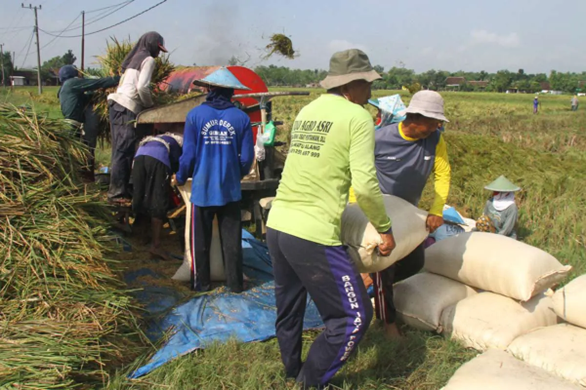 Siap serap beras saat musim panen, Bulog segera gelontorkan 500.000 ton beras