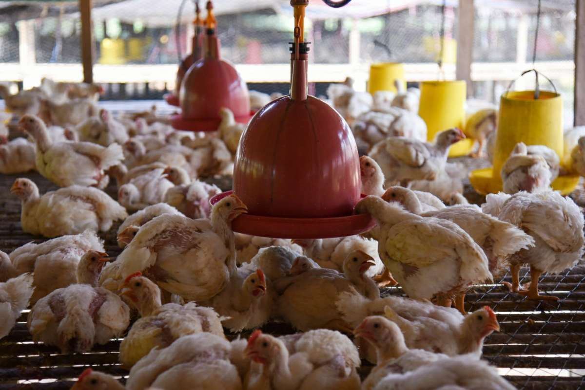 Baru Berdiri Sejak 2019, Perusahaan Peternakan Ayam Ini Bidik Rp 77 Miliar dari IPO