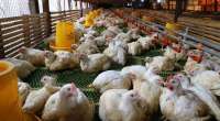 Harga Ayam Naik, Peternak Mulai Rasakan Keuntungan Usai Tiga Bulan Merugi