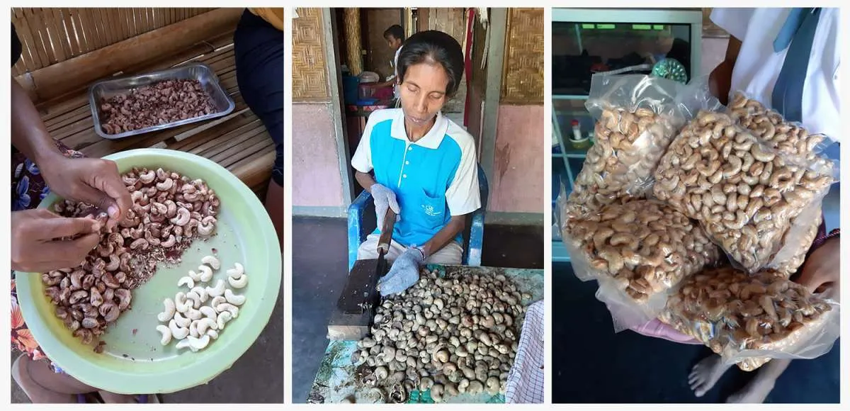 Kelompok petani mete antonio, dari terjerat sistem ijo hingga mampu berdikari