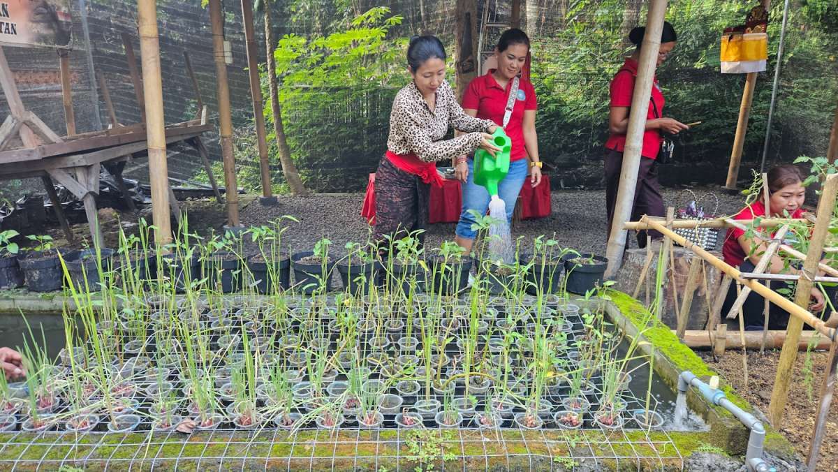 Kebun Sereh dan Kumis Kucing Jadi Berkah Warga Desa Peliatan