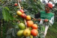 Jalan Panjang Perjuangan Diplomasi RI Melawan UU Anti Deforestasi Uni Eropa