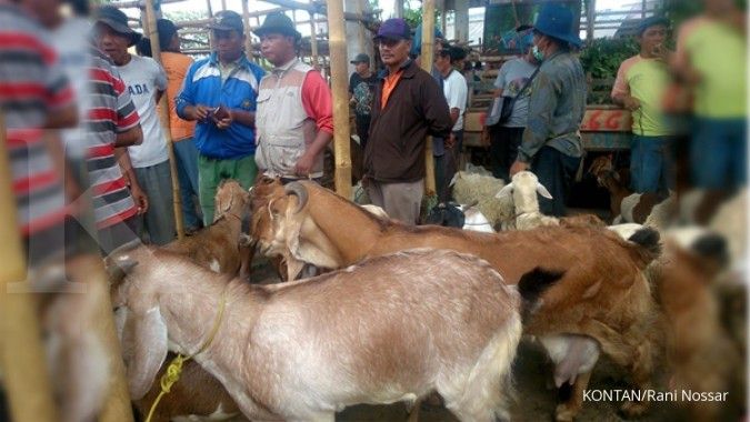 Pilihan belanja kambing di Kota Solo (1)