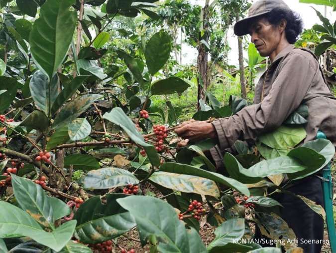 Kopi Excelsa, Primadona Baru Specialty Coffee dari Sumedang