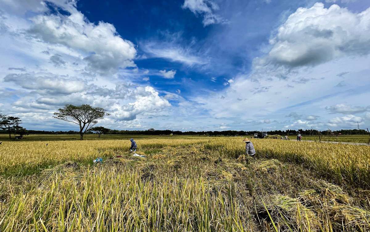 Harga Beras Bakal Turun Saat Panen Raya Tiba