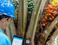 Perbaikan Harga CPO Jadi Harapan Perusahaan London Sumatra 