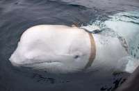 Hvaldimir, Paus Mata-mata Rusia Ditemukan Mati di Sekitar Norwegia