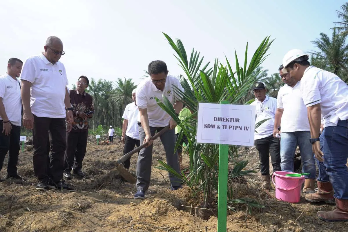 PTPN IV Regional I Realisasi 744,93 Ha Lahan Peremajaan Sawit Rakyat Sampai Juli 2024