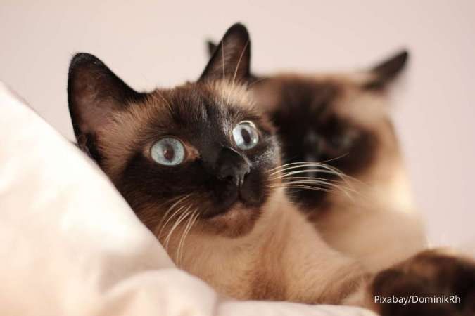 Ini Jenis-Jenis Kucing Siam yang Bisa Dipelihara
