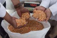 Petani India Tertekan, Impor Kedelai dan Jagung GM AS Picu Kekhawatiran