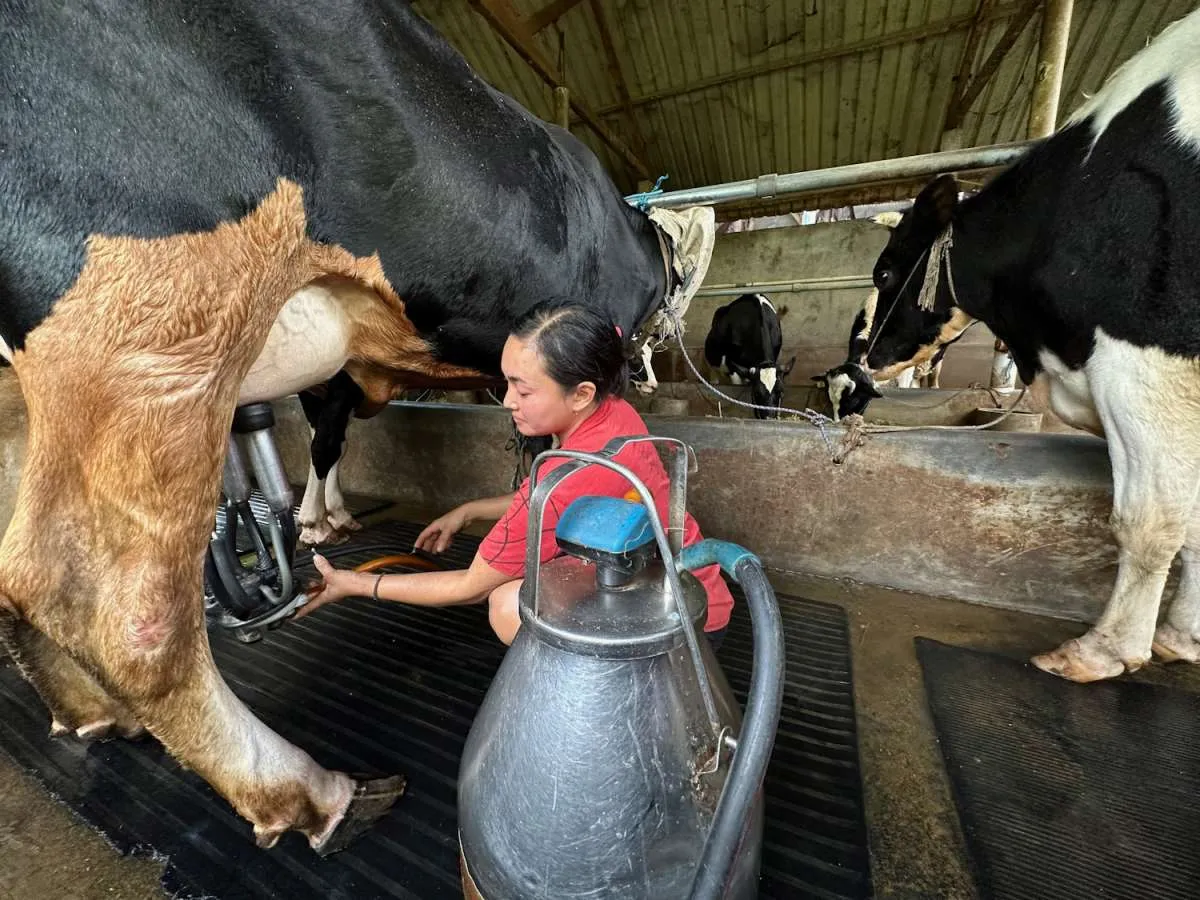 Peternak Sapi Perah Protes karena Ratusan Liter Susu Tak Terserap, Ini Kata Pengamat