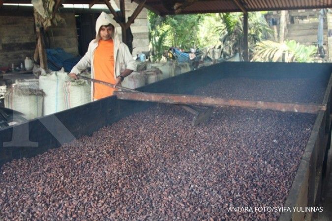 Data produksi kakao jomplang, kebijakan meleset? 