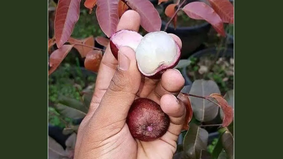 Menanam kelengkeng sarat kandungan gizi (1)