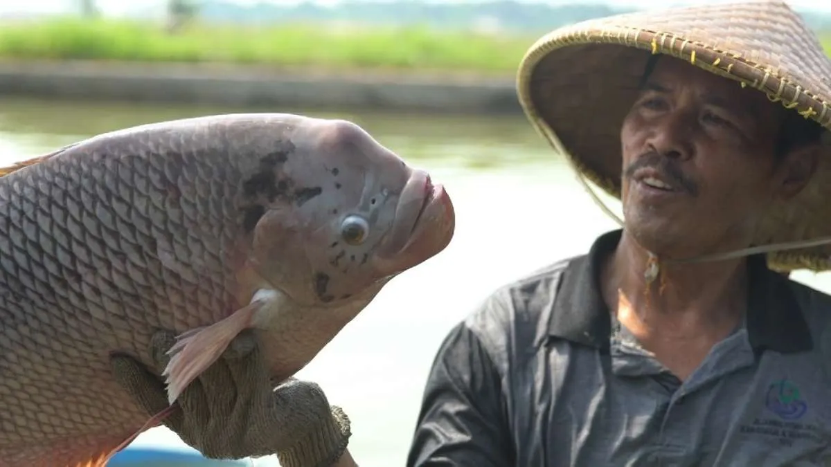 Mulai 2022, penarikan PNBP sektor perikanan dilakukan pasca produksi