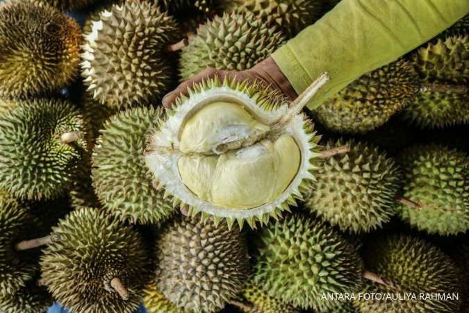 Kalah dari Vietnam, Ekspor Durian Indonesia Capai US$ 1,8 juta Sepanjang 2024