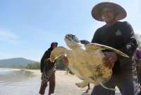 Viral! WNA Diduga Makan Penyu Di Raja Ampat, Kenali Dampak Negatifnya