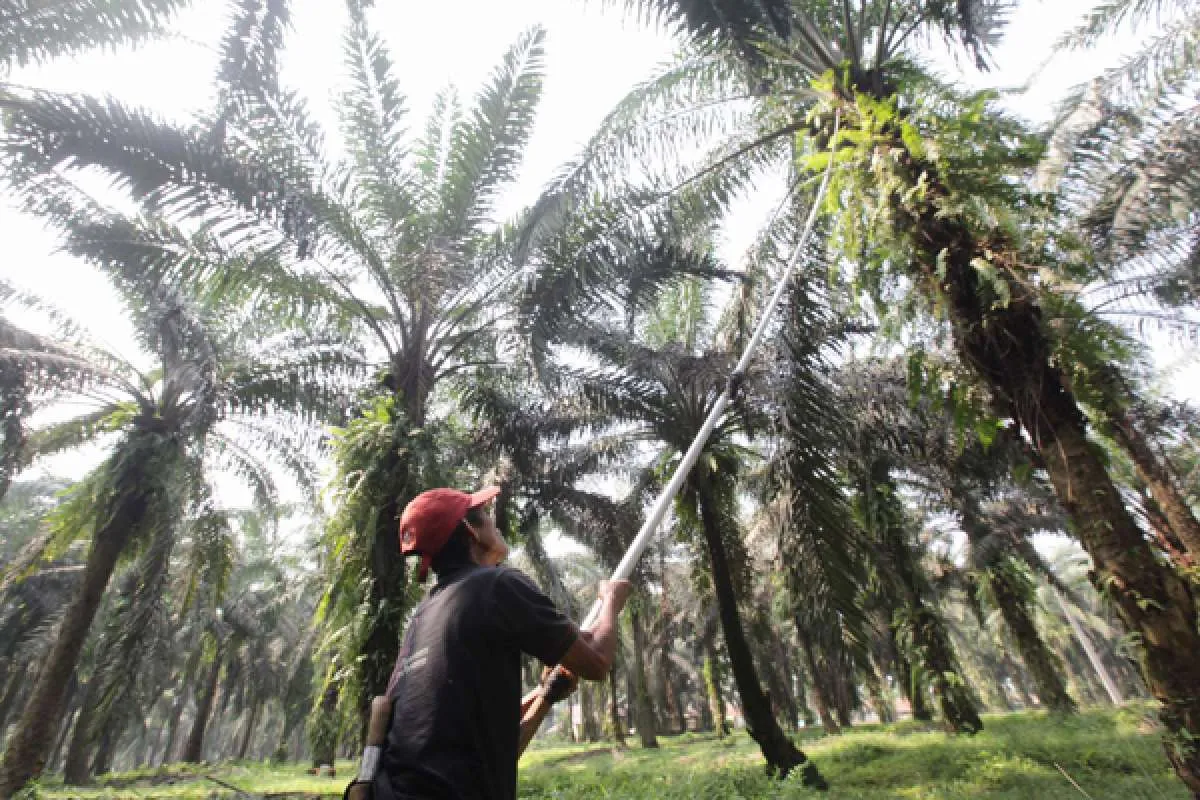 Harga CPO tembus level RM 3.900, analis rekomendasikan buy saham berikut