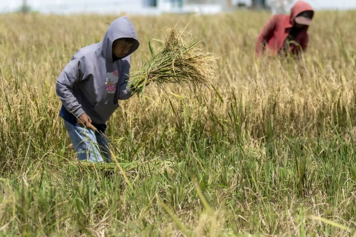 40% Gabah Petani Masih Dibeli di Bawah Rp 6.500/kg, Bulog Buka Suara